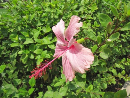 هايبسكس وردي