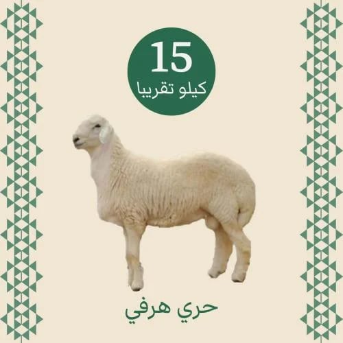 حري هرفي 15 كيلو تقريبًا