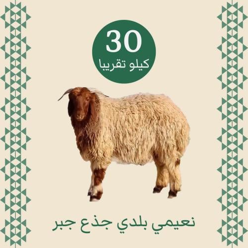 Naami local trunk Jabr approximately 30 kilograms