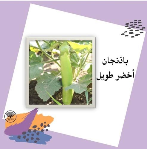 بذور باذنجان أخضر طويل متوارث