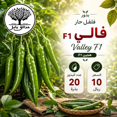 بذور فلفل حار فالي F1