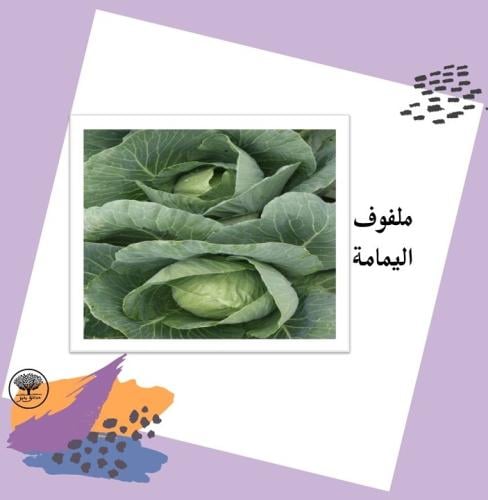 بذور ملفوف اليمامة F1