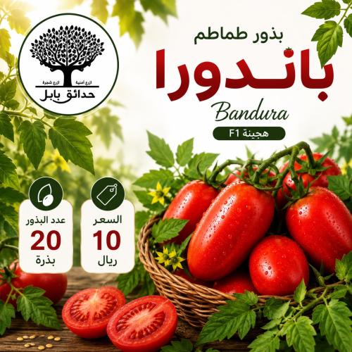 بذور بطيخ جري شتون هجين F1