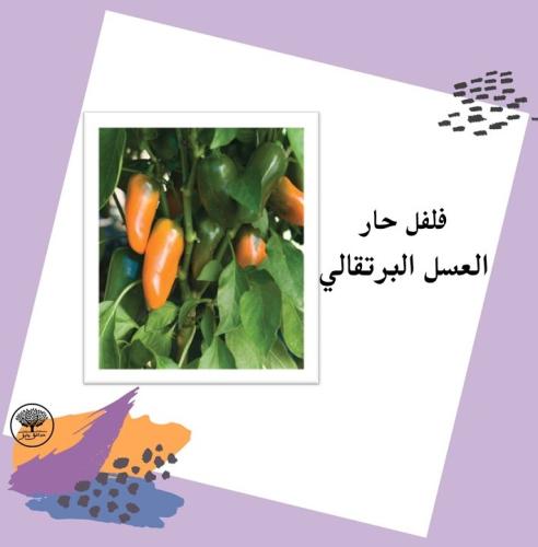 بذور فلفل حار العسل البرتقالي F1