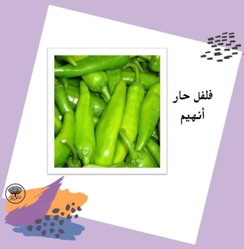 بذور فلفل حار أنهايم F1