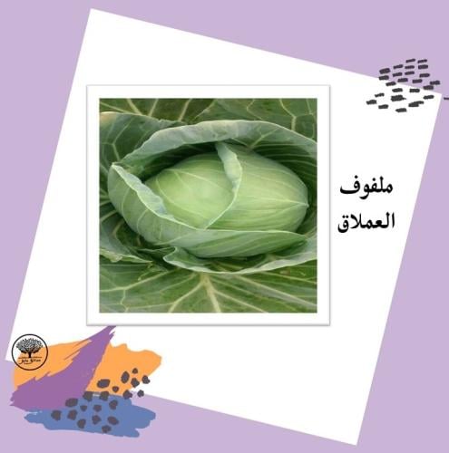 بذور ملفوف العملاق F1