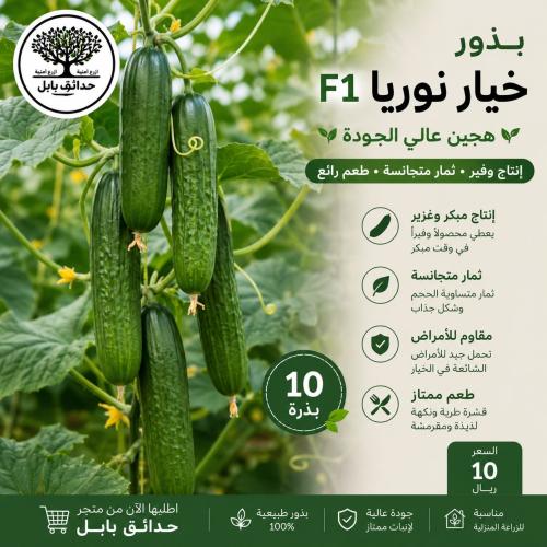 بذور خيار نوريا الهجينة f1