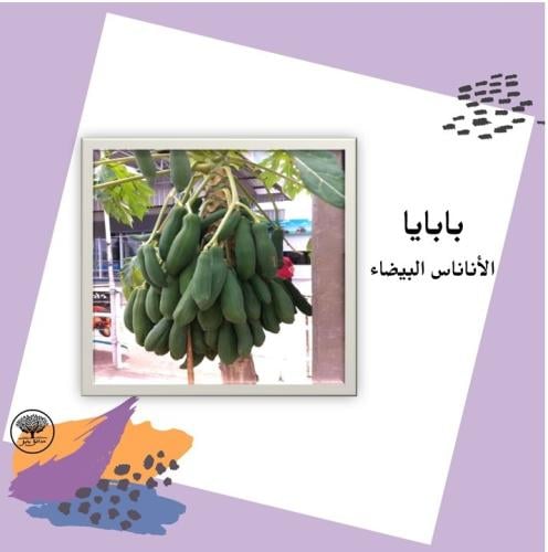 بذور بابايا الأناناس البيضاء F1