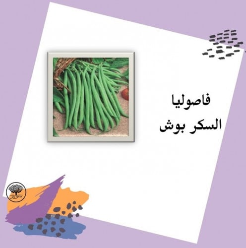 بذور فاصوليا السكر بوش F1