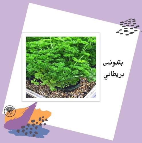 بذور بقدونس بريطاني متوارث