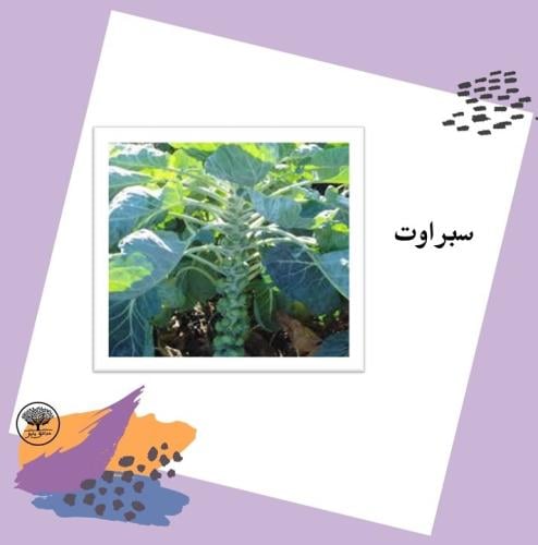 بذور سبراوت متوارث