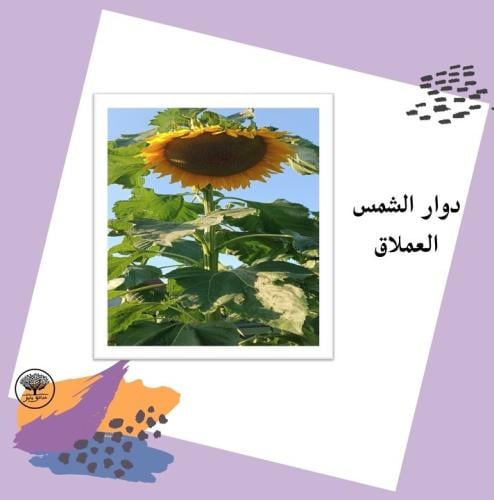 بذور زهور دوار الشمس العملاق متوارث