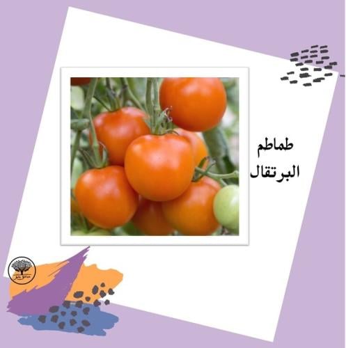 بذور طماطم البرتقال المتوارث