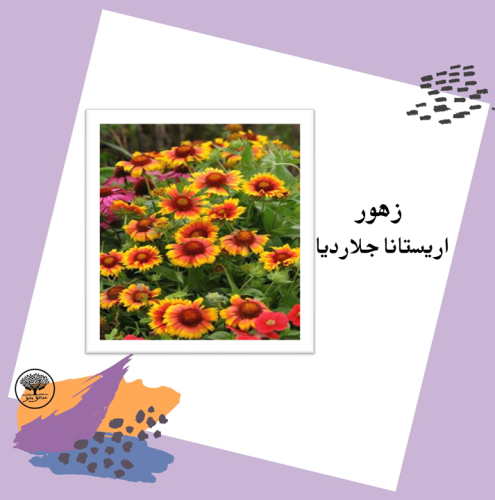 بذور زهور اريستانا جلارديا
