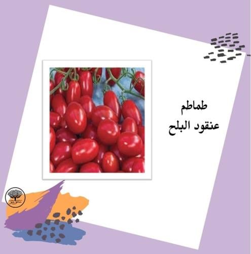 بذور طماطم عنقود البلح F1