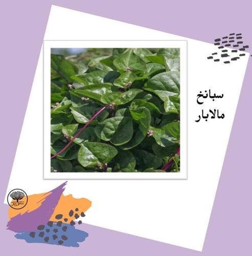 بذور سبانخ مالابار F1