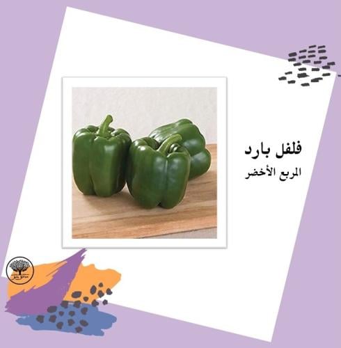 بذور فلفل بارد المربع الأخضر