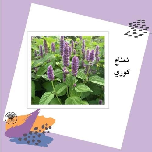 بذور نعناع كوري متوارث