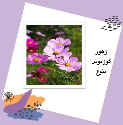 بذور زهور كوزموس منوع متوارث
