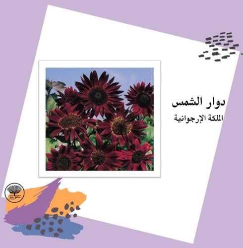 بذور دوار الشمس الملكة الإرجوانية متوارث