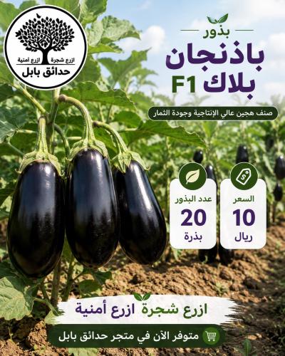بذور باذنجان بلاك F1