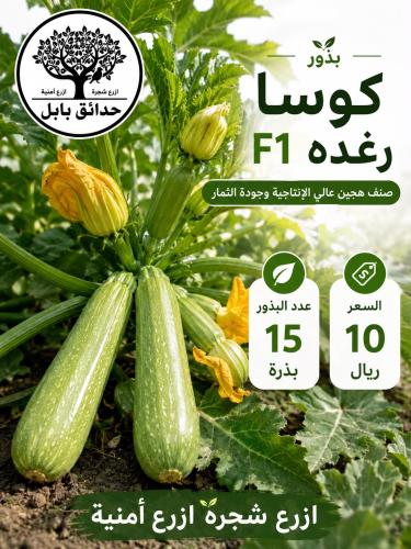 بذور كوسا رغده F1