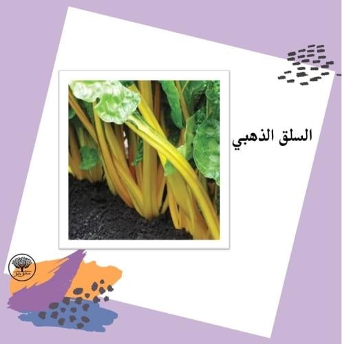 بذور السلق الذهبي F1