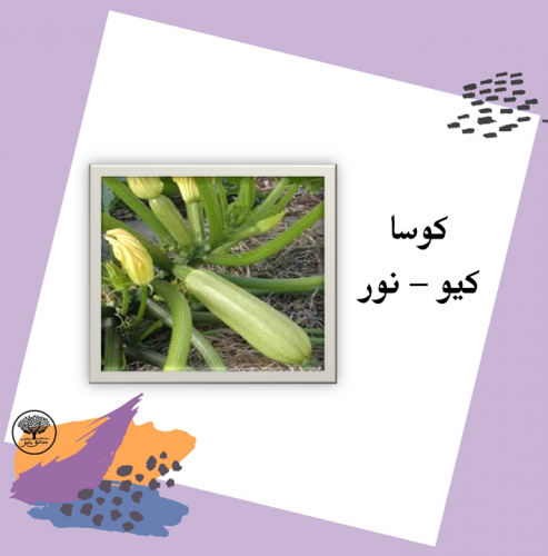 بذور كوسا كيو - نور f1