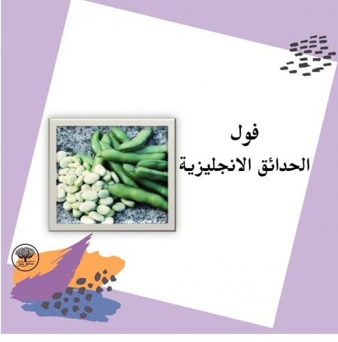 بذور فول الحدائق الانجليزية