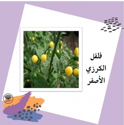 بذور فلفل حار الكرزي الأصفرf1
