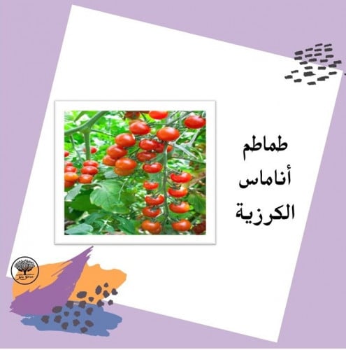 بذور طماطم أناماس الكرزية F1