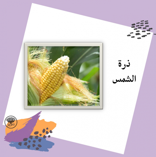 بذور ذرة الشمس f1