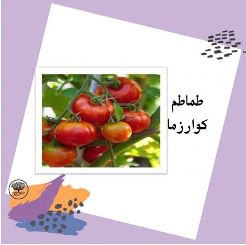 بذور طماطم كوارزما F1