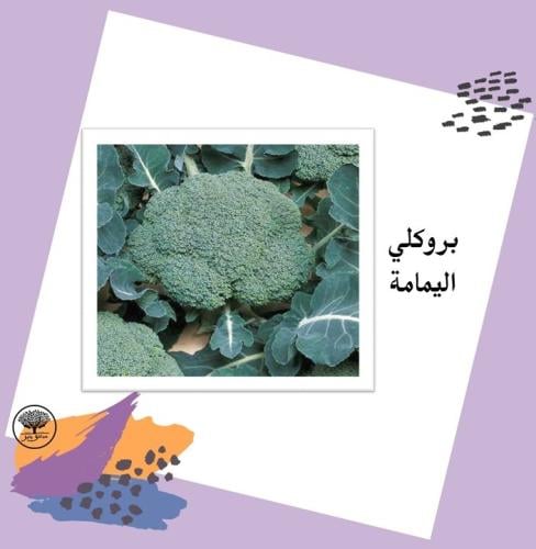 بذور بروكلي اليمامة F1