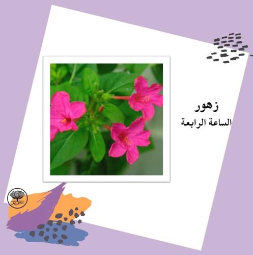 بذور زهور الساعة الرابعة متوارث
