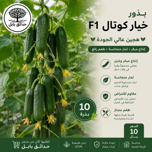 بذور خيار كوتال الهجينة F1