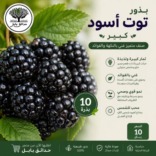 بذور توت أسود متوارث