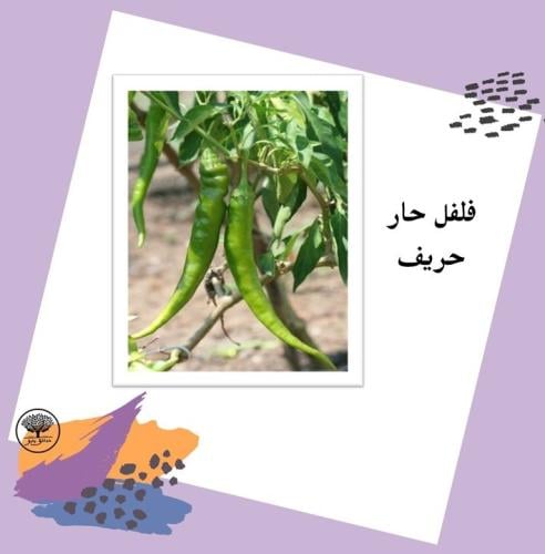 بذور فلفل حار حريف متوارث