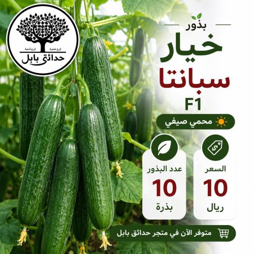 بذور خيار سبانتا F1