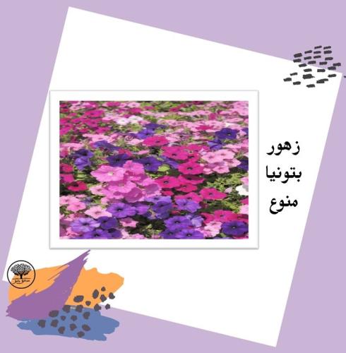 بذور زهور بتونيا منوع متوارث