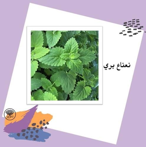 بذور نعناع بري متوارث