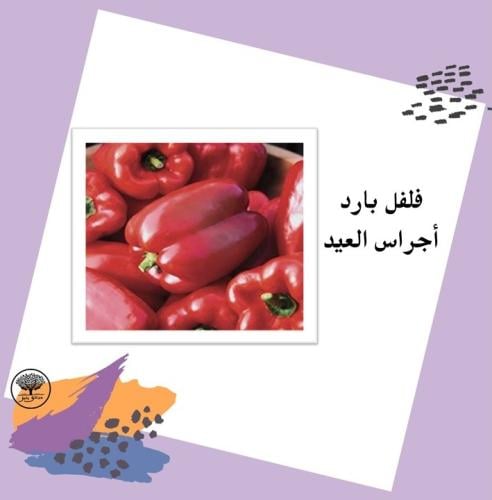 بذور فلفل بارد اجراس العيد F1