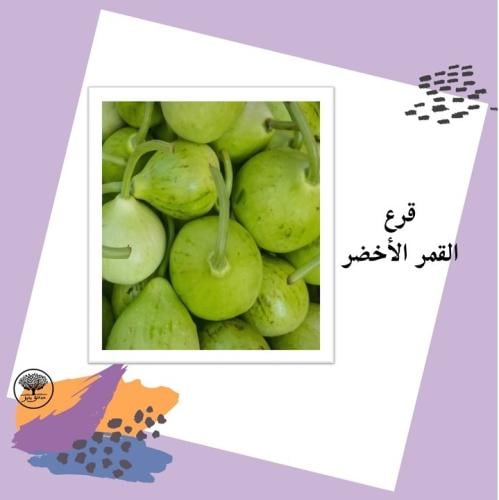 بذور قرع القمر الأخضر متوارث