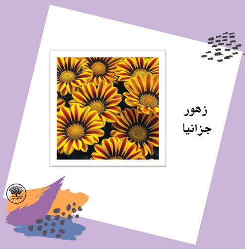 بذور زهور جزانيا F1