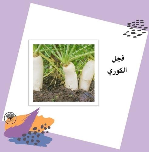 بذور فجل كوري متوارث