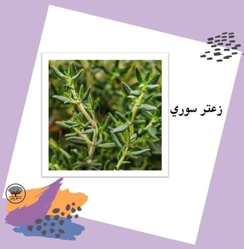 بذور زعتر سوري متوارث