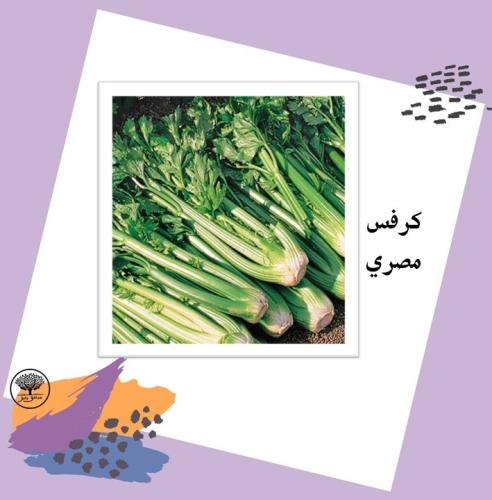 بذور كرفس مصري متوارث