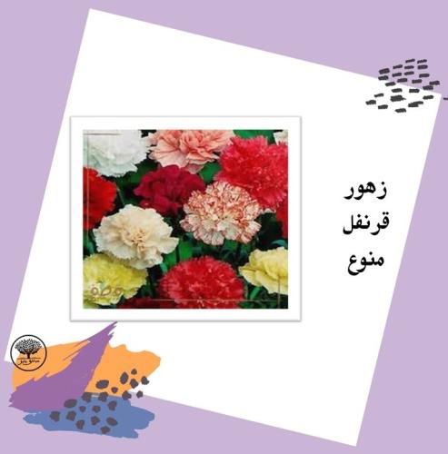 بذور زهور القرنفل منوع متوارث