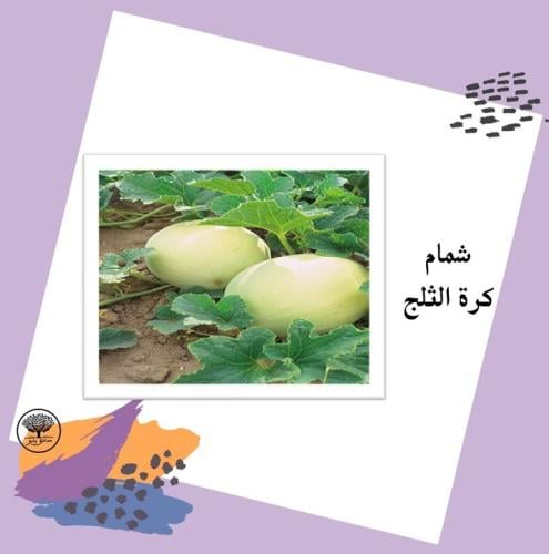 بذور شمام كرة الثلج F1