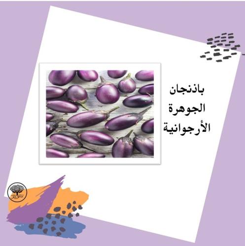 بذور باذنجان الجوهرة الإرجوانية F1